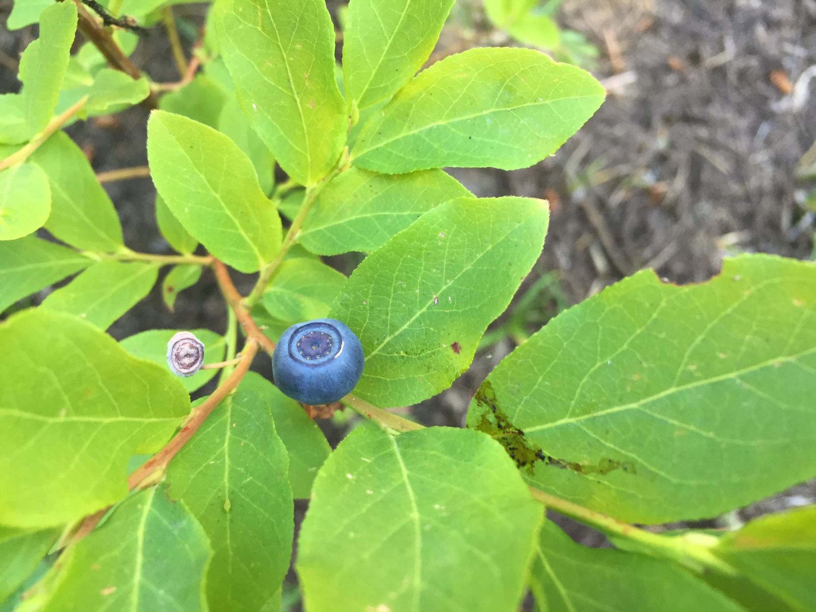 Huckleberries